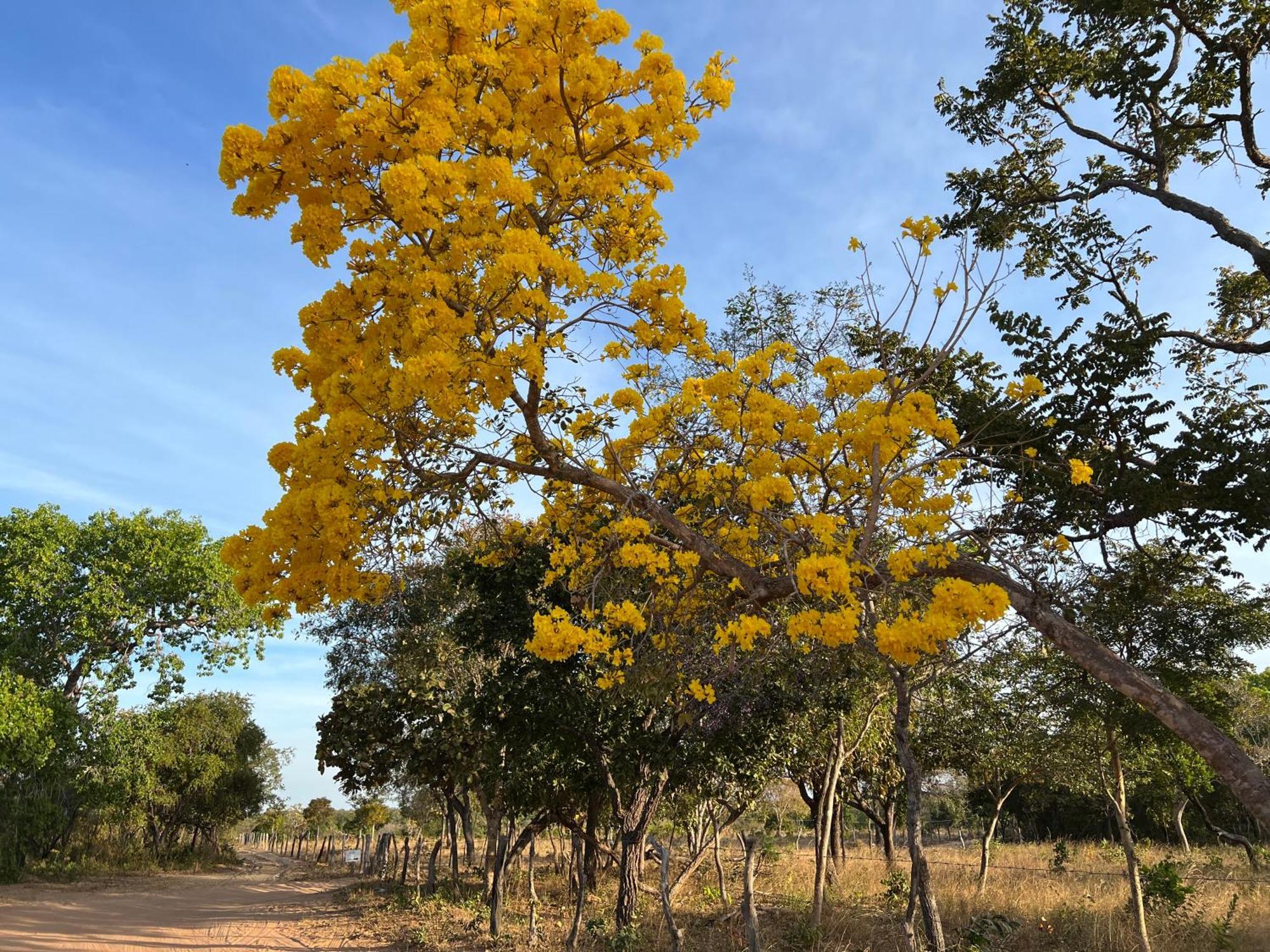 Fervedouro E Pousada Por Enquanto Sao Felix do Tocantins Eksteriør billede
